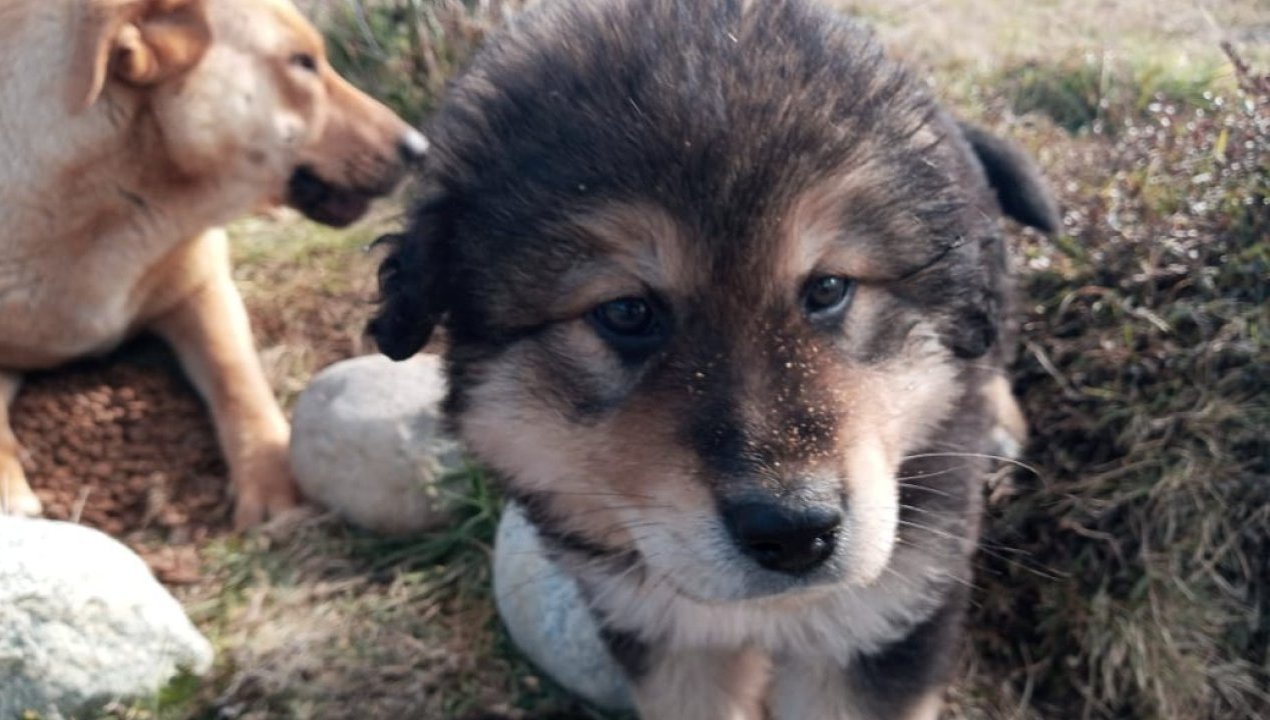 /preocupacion-en-puerto-montt-investigan-casos-de-faenamiento-de-mascotas