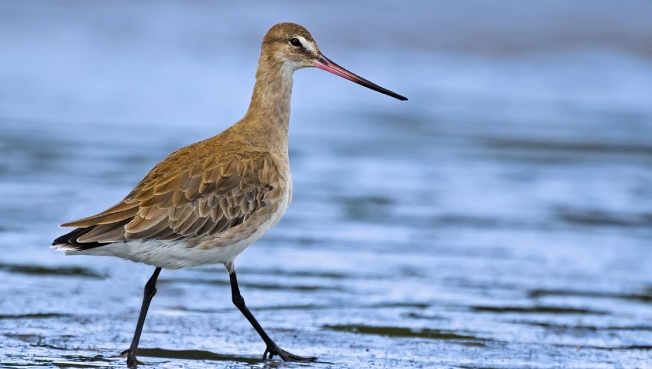 /festival-de-aves-de-coihuin-y-chamiza-2025-celebrara-la-riqueza-del-humedal