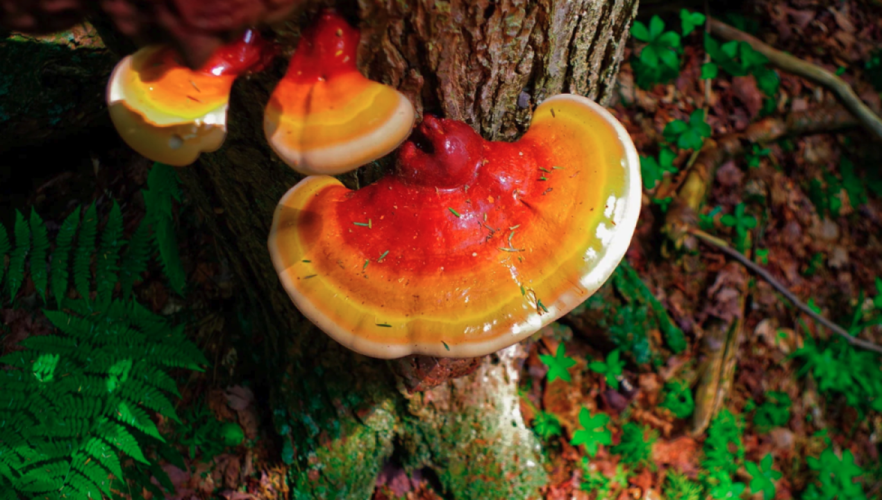 /local/cnutra-impulsa-la-fungicultura-en-los-lagos-y-anuncia-workshop-de-hongos