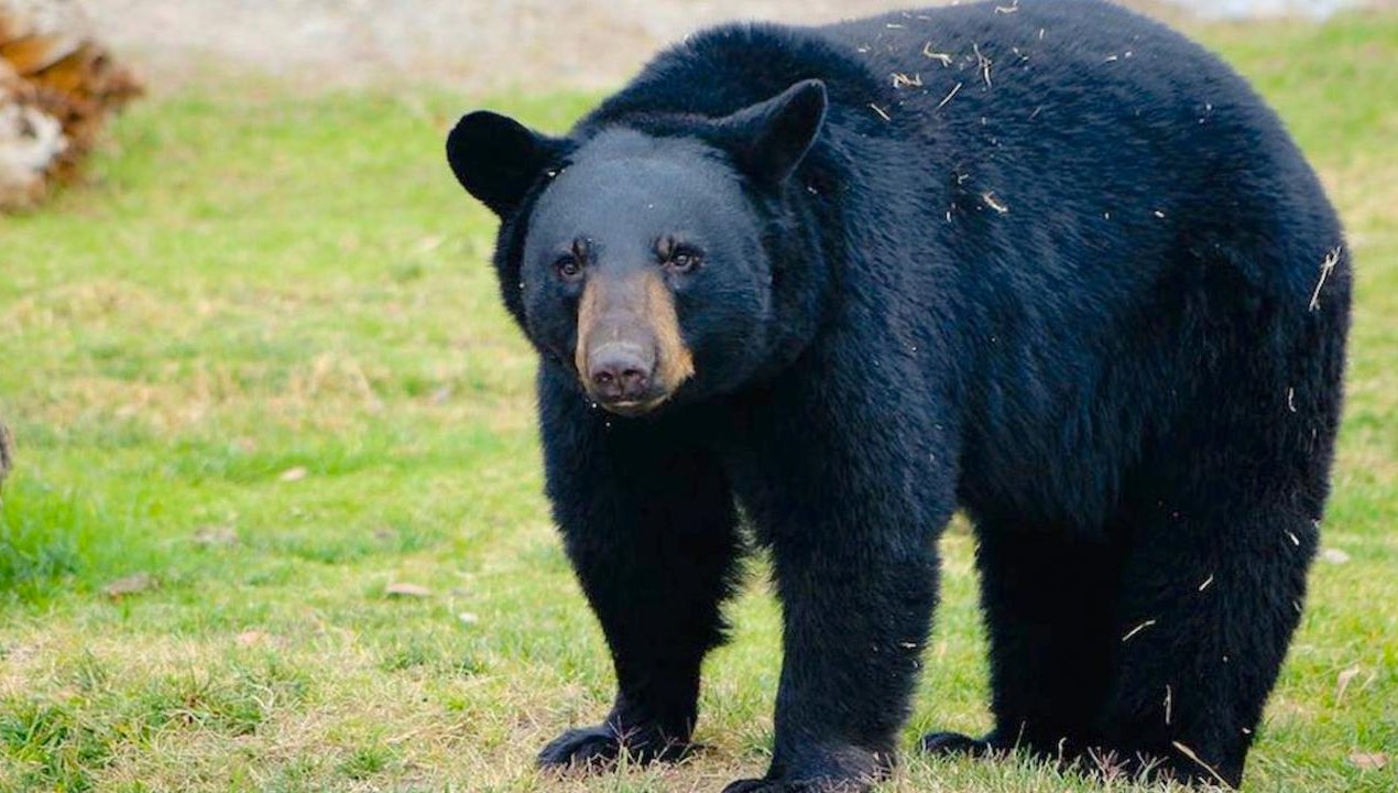 /sacrifican-a-oso-por-escapar-de-zoologico-y-atacar-a-su-cuidador-en-estados-unidos