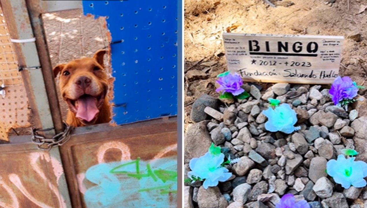 /maltrato-animal-matan-a-palos-a-perro-rescatado-en-vina-del-mar
