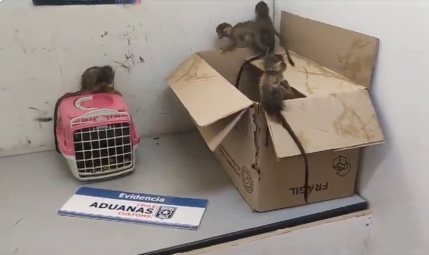 /regionales/region-de-antofagasta/contrabando-animal-rescatan-monos-bebes-que-eran-transportados-en-una