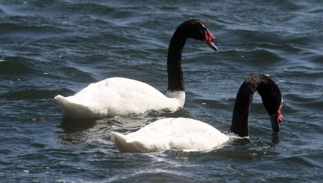 /regionales/region-de-los-rios/encuentran-muertos-a-una-decena-de-cisnes-de-cuello-negro-en-mariquina