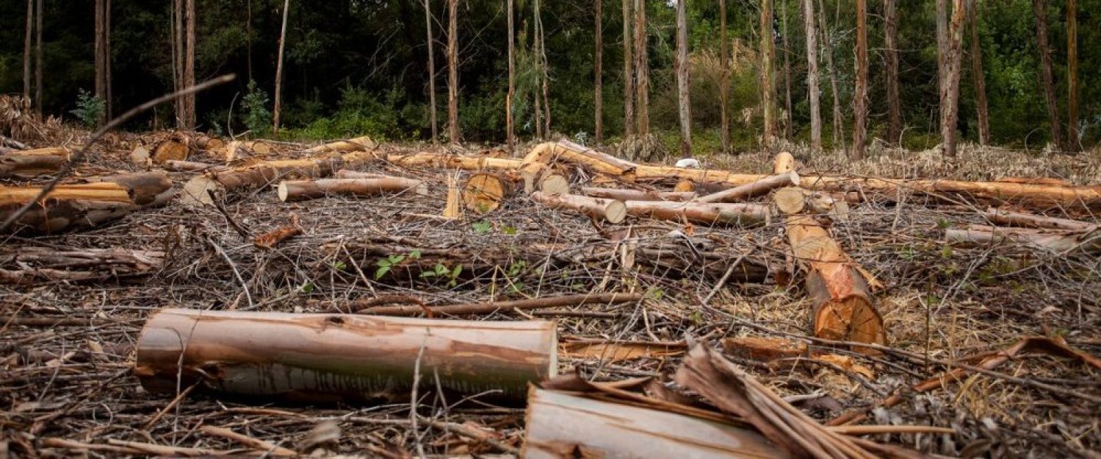 Paralizan faenas forestales en bosque de Melipeuco: Acusan tala de árboles nativos