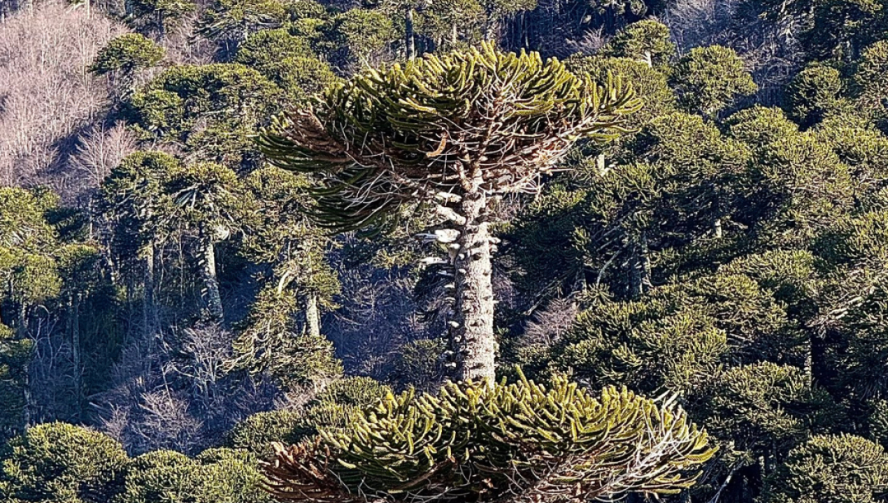 /actualidad/comunidades-mapuche-y-ambientalistas-logran-que-no-se-talen-araucarias-en
