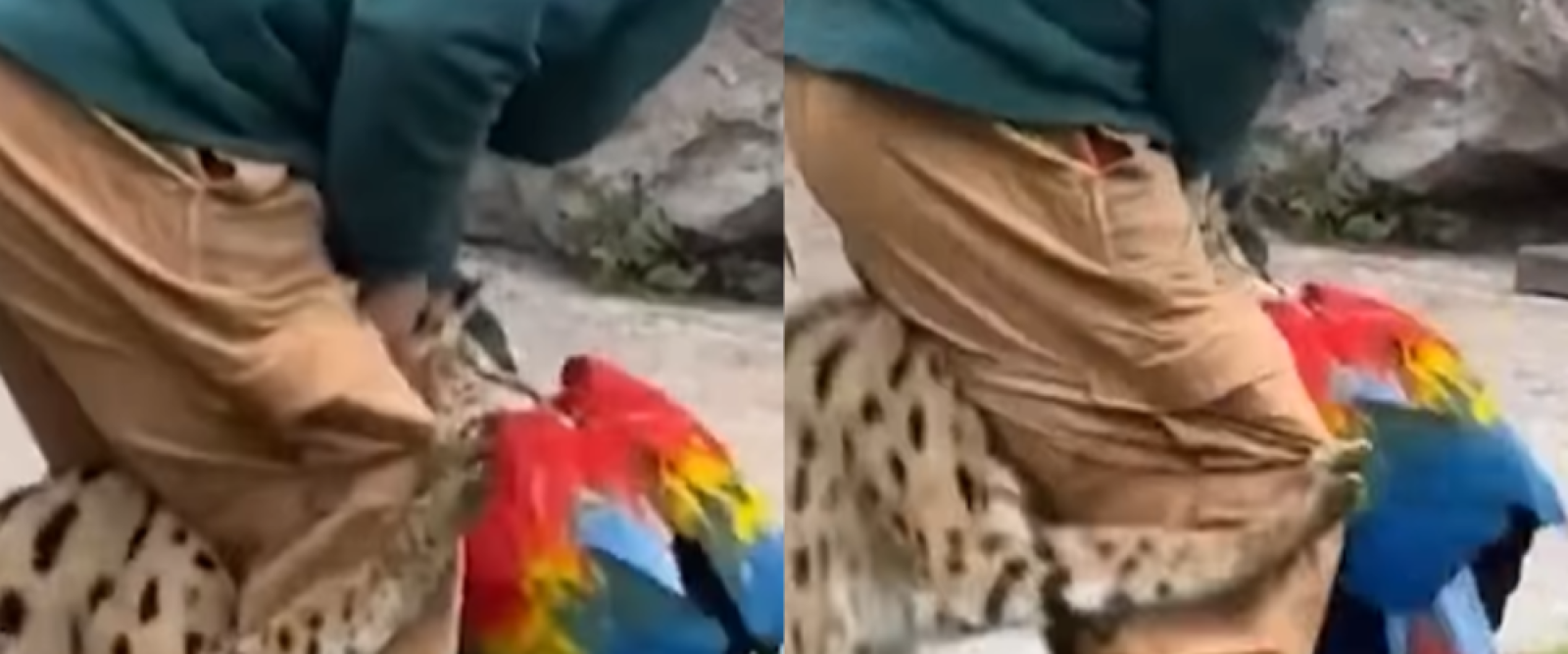 Guacamayo muere en Buinzoo tras ataque de serval durante actividad