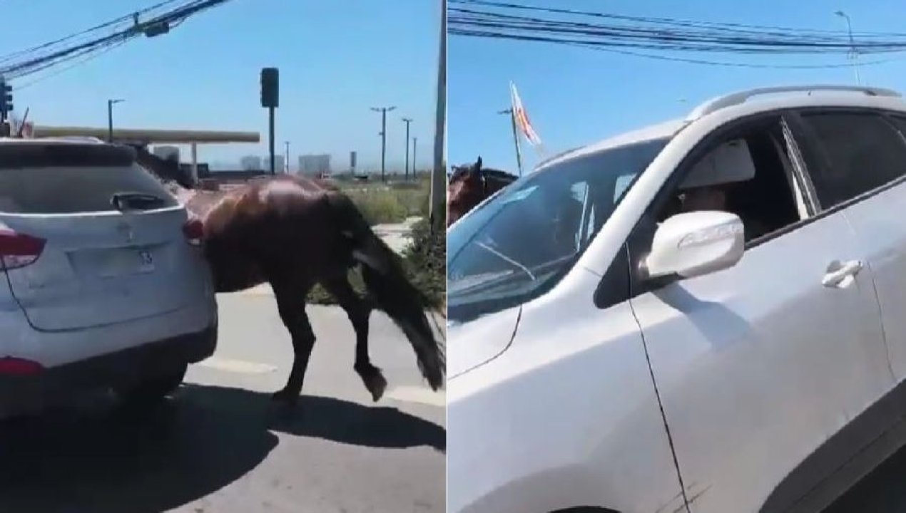 /regionales/region-de-coquimbo/viralizan-maltrato-animal-llevaba-amarrado-a-caballo-a-alta-velocidad