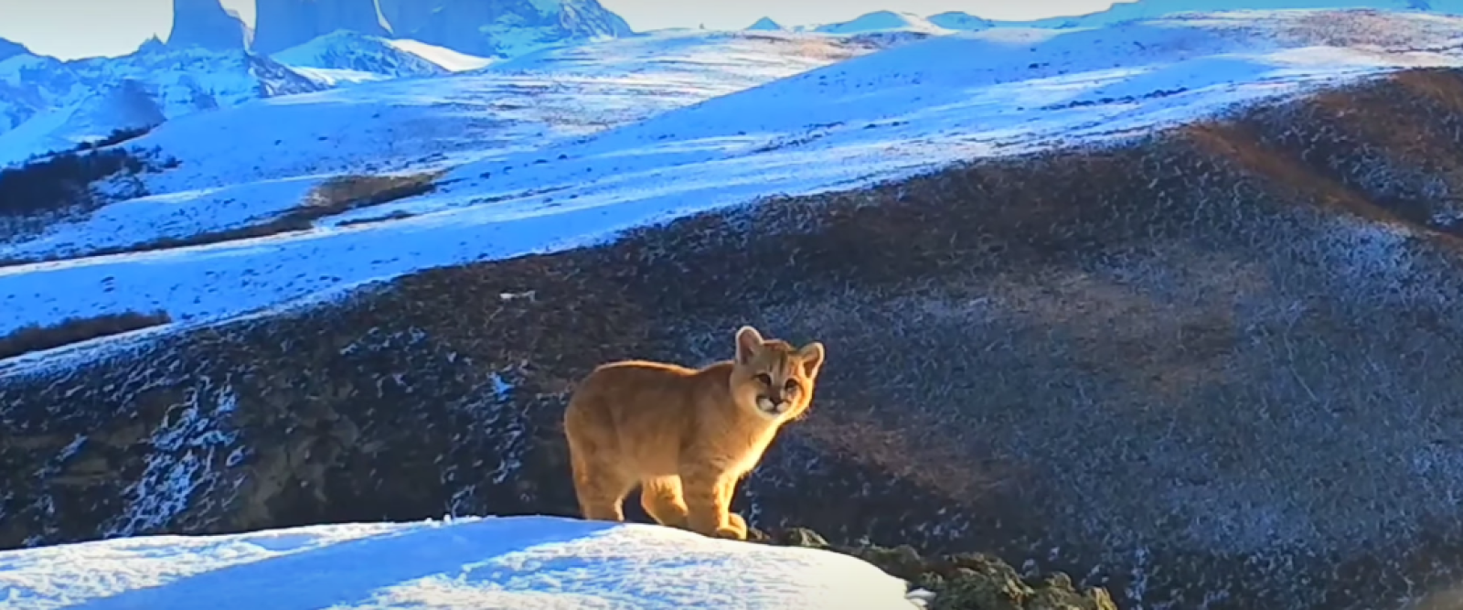 [Video] Cámaras trampa captan a tiernos cachorros de puma en la Patagonia