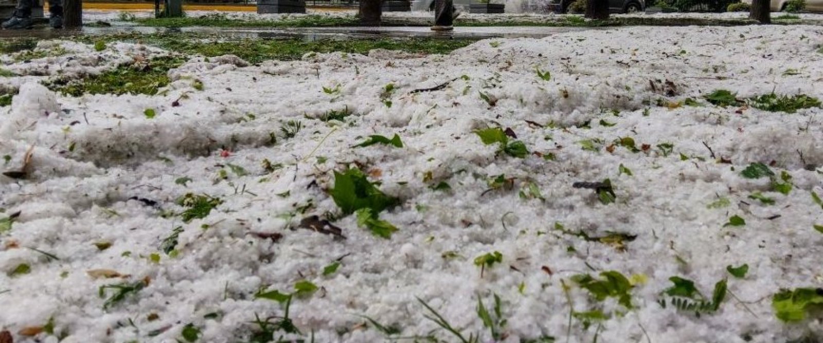Tras intensas granizadas: SNA advierte posibles alzas de costos tras daños en cultivos